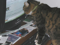 Nonplussed cat looking at computer monitor